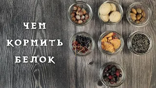 Чем кормить белок 🐿️ в парке 🌰