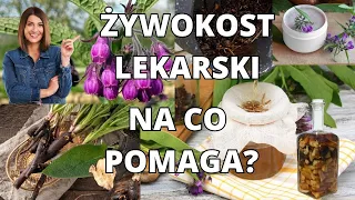 Żywokost lekarski odkryj właściwości, zastosowanie i na co pomaga. Maść, krem czy suszony korzeń?