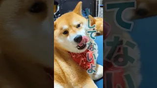 【犬猫アテレコ】アクビの連鎖が止まらない #shorts