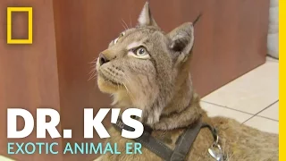 A Hairy Situation | Dr. K's Exotic Animal ER