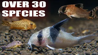 All My Corydoras - Over 30 species of Rare and Common Corys