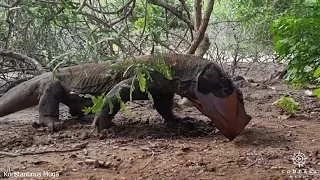 Komodo Dragon Snatches Bat from Tree