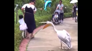 Pelican boss