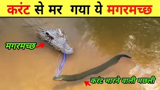 करंट से मरा मगरमच्छ | Alligator Will Die From 860 Volts | Electric Eel Vs Crocodile | Jungle Inside
