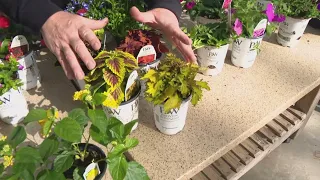 Pat Sullivan's tips for planting flowers in your lawn