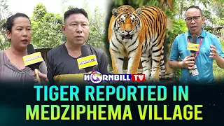 TIGER REPORTED IN MEDZIPHEMA VILLAGE