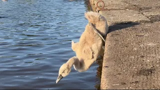 These babies are making big splashes now - Mute Swan Cygnets