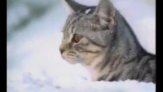 РЕклама корма для кошек Viskas. 2005 год.