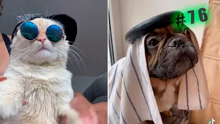 Funny animal videos cats and Dogs 🤣Try not to laugh Challenge! №76