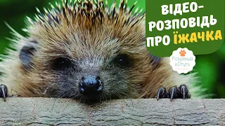 Розповідь про їжачка 🦔 цікаві факти для дітей та дорослих.  Відео як їжачок п'є молоко 🥛