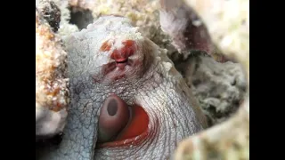 Underwater video, Red Sea, Sharm-El-Sheikh