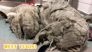 Dog Neglected for Years Found with 5 Pounds of Matted Hair and a Giant Tumor