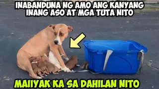 INABANDUNA NG AMO ANG KANYANG INANG ASO AT MGA TUTA NITO MAIIYAK KA SA DAHILAN NITO