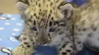 Snow Leopard Cubs' Checkup