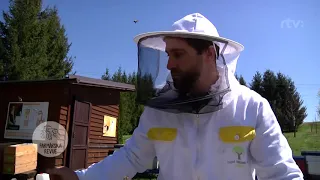 Termické liečenie včiel