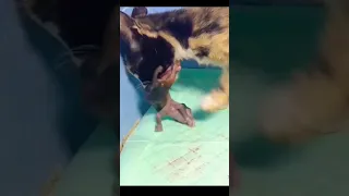 Mother cat "eats" its kitten after giving birth.