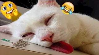 New Funny Animals 2023😹Funniest Cats and Dogs🐕🐈 Part49