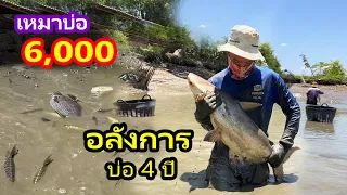 เหมาบ่อ 6,000บาท อลังการปลาใหญ่เยอะจริงๆ | Ep.182