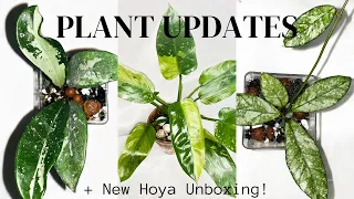 New Hoya Unboxing! + Plant Updates!
