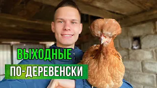 ВЫХОДНЫЕ В ДЕРЕВНЕ- КАКИЕ ОНИ ? КУРЯТНИК для птиц 🦃 Отказываемся от Перепелов ? Для чего Павлины ?