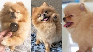 Mini Pomeranian 🔴 Funny And Cute Mini Pomeranian Videos #4 ♥ Cute Animals No.1
