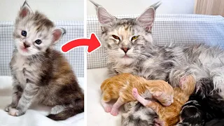 From Kitten to Mother - The Life of Maine Coon Cat Freya