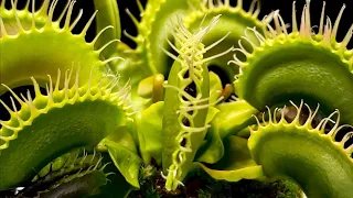 Feeding Frenzy | 5 Flies Vs 5 Venus Flytrap’s