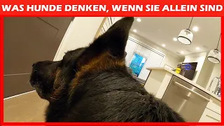 Vermissen Uns Hunde Wirklich, Wenn Wir Das Haus Verlassen?