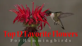 Top 12 Favorite Flowers for Hummingbirds