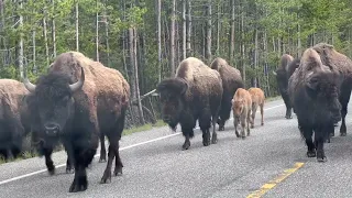 Yellowstone 6 - Bison on the road