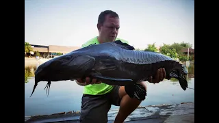 Ta Chan fishing park, Pattaya, Ripsaw catfish, Black shark, Chinese black carp etc. 23rd March 2021.