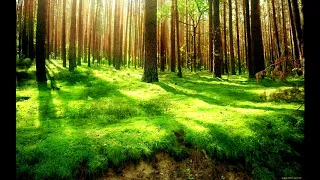 Звуки леса, красивая Музыка для сна, расслабления, снятия стресса и медитации дзен релакс