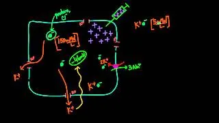 01   Heart depolarization   02   Membrane potentials   part 2