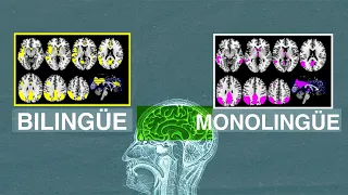 Qué pasa en el cerebro si hablas varios idiomas