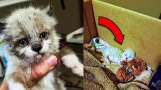 Mann adoptiert winziges Kätzchen, das er in einem Hof gefunden hat, und erlebt dies