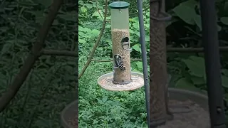 downy woodpecker on the bird feeder