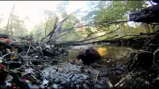 Тайная жизнь бобров Заклинатели бобров   The Beaver Whisperers 2013   Мир Животных   Документальные