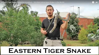 Eastern Tiger Snake (Notechis scutatus) - 5th Most Venomous Snake in the World.