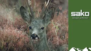 Dark Scottish buck stalking