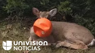 Buenos samaritanos rescataron a un ciervo con una calabaza de Halloween atascada en la cabeza