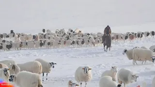 Chinese Farmers Raise 175 Million Sheep this Way - Sheep Farming