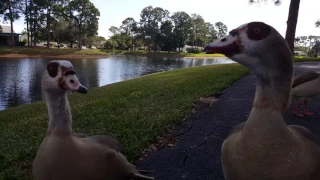 Geese Close Up