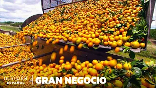 Por qué Florida tuvo la peor cosecha de naranjas desde la Segunda Guerra Mundial | Gran negocio