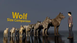 Wolf size comparsion