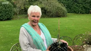 Judi Dench Coutryfile - Acorn Vase