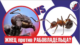 БАТТЛ! Битва муравьев ЖНЕЦОВ против РАБОВЛАДЕЛЬЦЕВ-ГОПНИКОВ