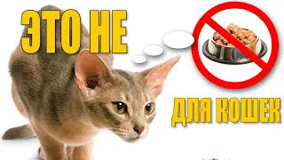 Самые опасные продукты для кошек