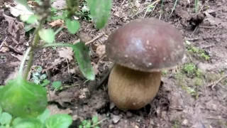 Белые грибы на лесной дороге.