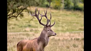 Чужих детей не бывает: бред от разведенных женщин с ребенком!