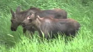 Mamma Moose Feeding her twin calves
